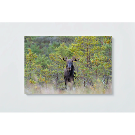 Oak Motif Magnetic Wall Mounted Cork Board