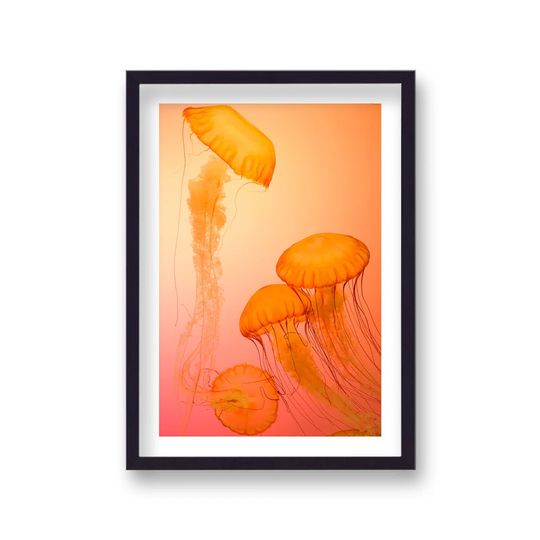 Vibrant Orange Jellyfish
