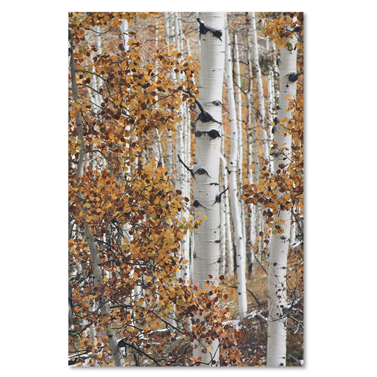 Canvas Print, White Landscapes 16368