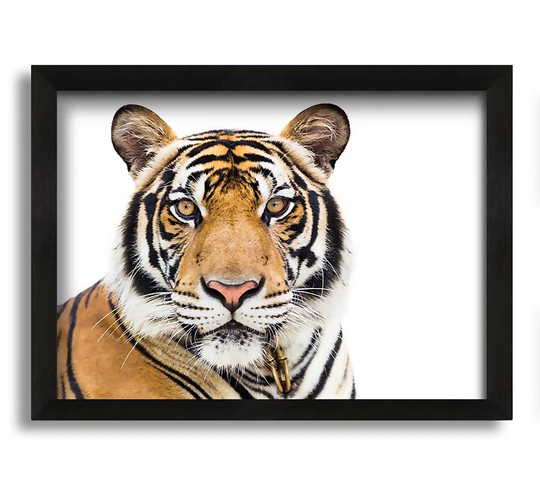 Tiger Staring at the Camera - Picture Frame Graphic Art on Canvas