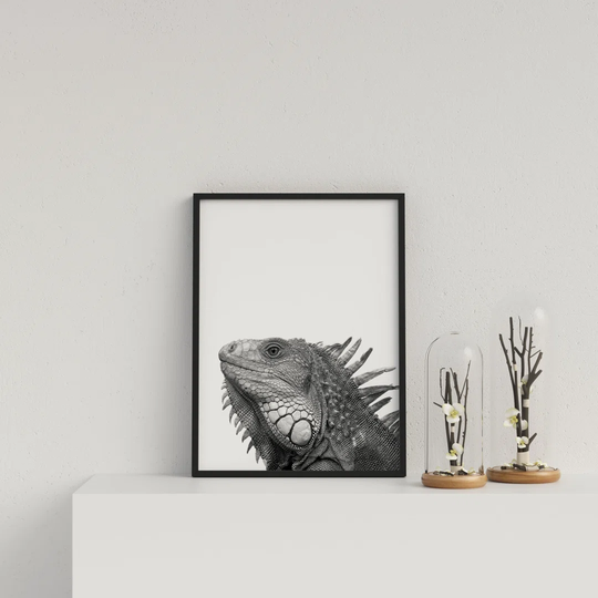 Iguana on White Background by Vouvart - Picture Frame Photograph