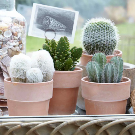 YouGarden Mixed Indoor Cactus 6 Plants In 5.5Cm Grow Pots