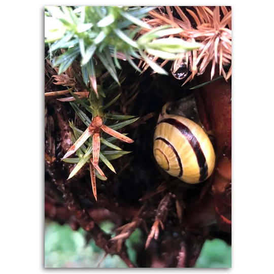 Canvas Print Snail Leaf Nature