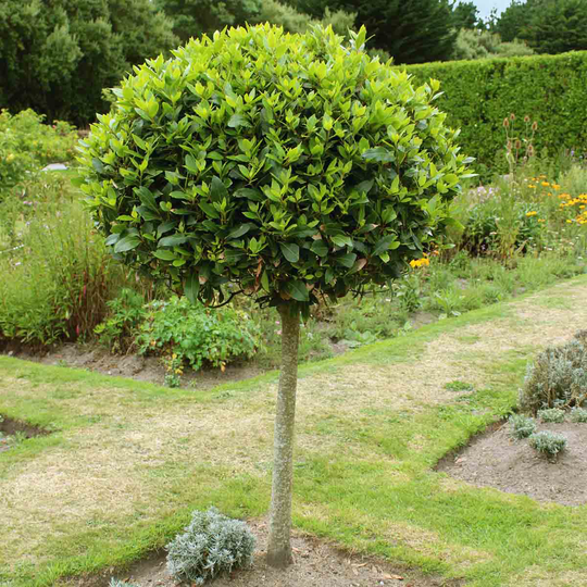 YouGarden Bay Tree Standard 70-80cm Tall