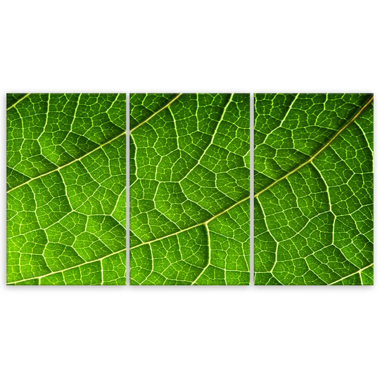 Canvas Print Green Foliage Nature