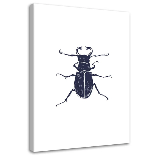 Canvas Print Insect Black Cockchafer