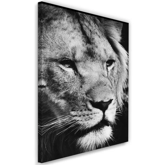 Canvas Print Africa Lion Black And White