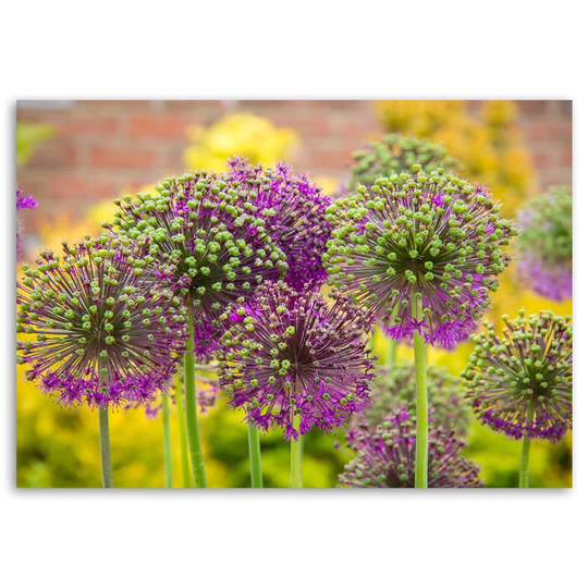 Canvas Print Garlic Plants Purple