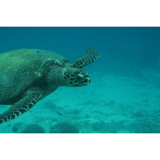 Turtle In Sea