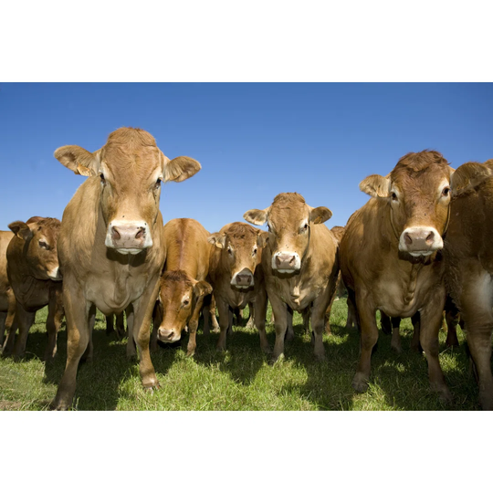 A Large Heard of Cows Looking at the Camera by Fanch - Wrapped Canvas Photograph