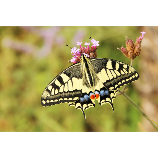 Swallowtail