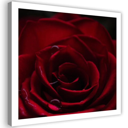 Canvas Print Red Rose Nature