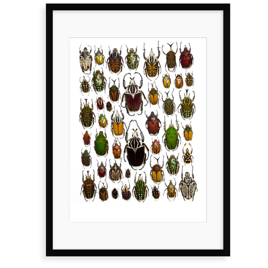 Flower Beetle Poster Cetonidae - Graphic Art Print