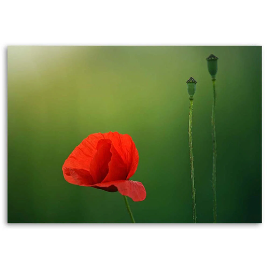 Canvas Print Red Poppies Nature