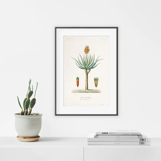 Botanic Vintage Aloe - Picture Frame Graphic Art Print on Paper