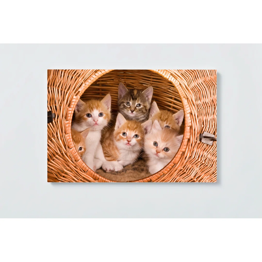 Kitten Motif Magnetic Wall Mounted Cork Board