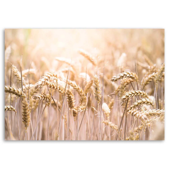 Canvas Print Field Of Grain Ears Of Corn Nature