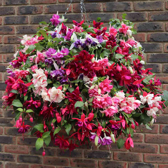 YouGarden Jumbo American Fuchsia Collection