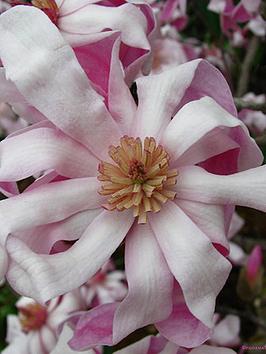 Magnolia Stellata Rosea