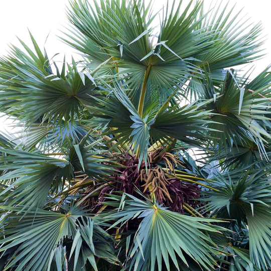 YouGarden Chamaerops Humilis 'Cerifera' 40-60cm Tall in 3L Pot