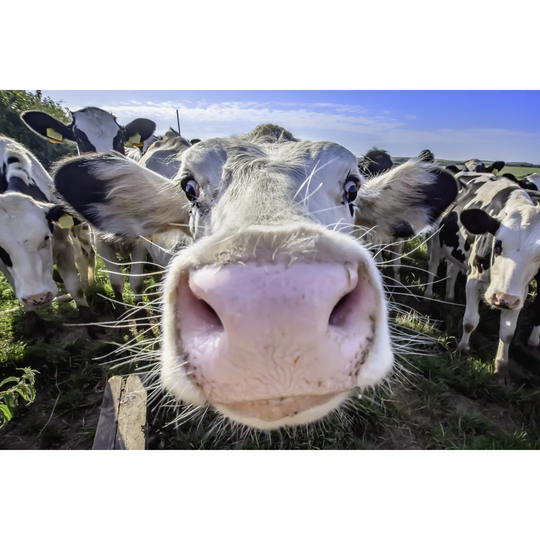 Adorable Cow on Field Looking with Interest Into Camera by Jazzlove - Wrapped Canvas Photograph