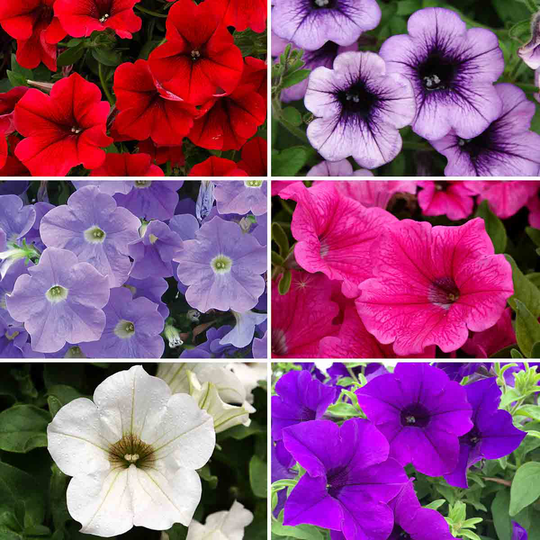 YouGarden Surfinia Petunia Collection