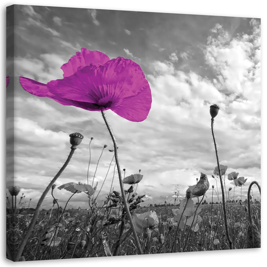 Canvas Print Flowers Purple Poppies In The Meadow