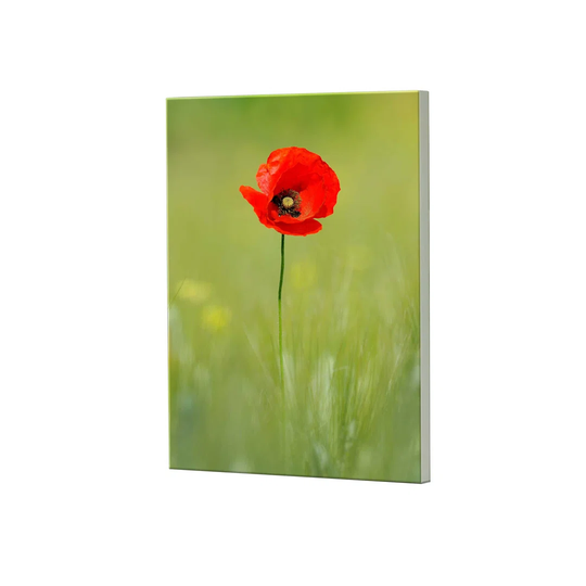 Poppies Magnetic Wall Mounted Photo Memo Board