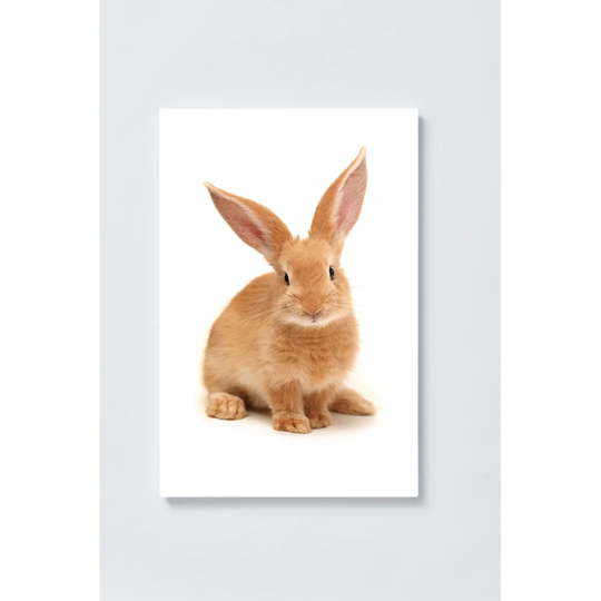 Rabbit Magnetic Wall Mounted Cork Board