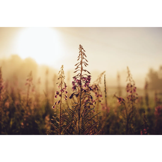 The Meadow Field