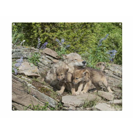 Wolves Magnetic Wall Mounted Photo Memo Board