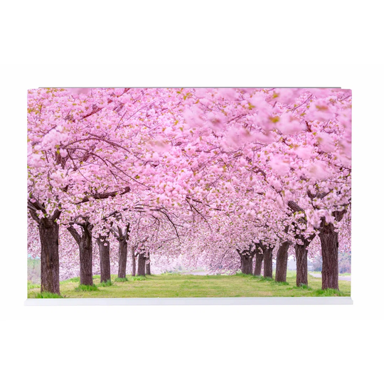 Tree Avenue Magnetic Wall Mounted Photo Memo Board