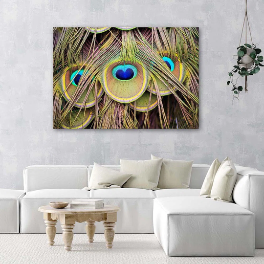 Canvas Print Colourful Peacock Feathers
