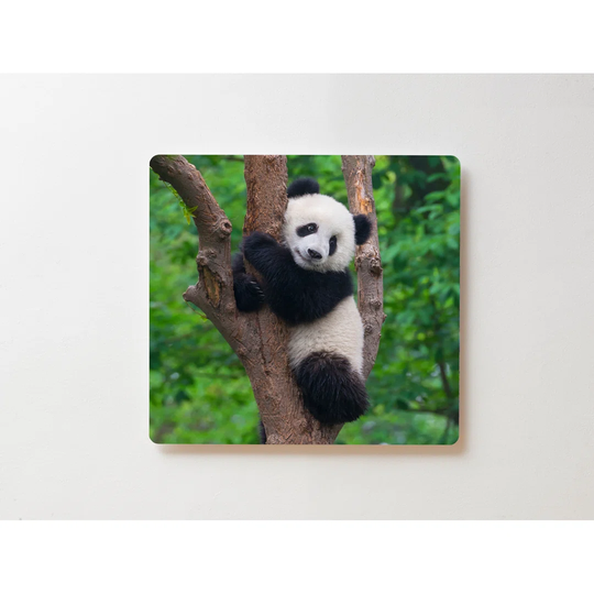 Backlight Motif Wall Picture Panda Magnetic Cork Board