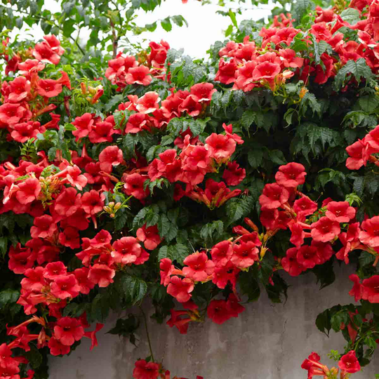 YouGarden Campsis Summer Jazz 'FireTrumpet' in 2L Pot