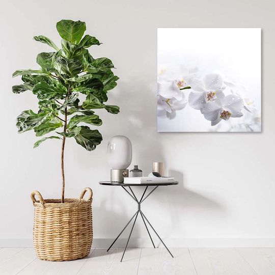 Canvas Print White Orchid Nature