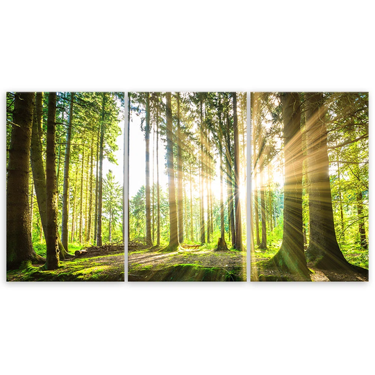 Canvas Print Forest Trees Nature