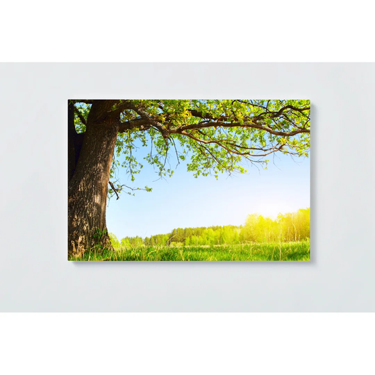 Tree Motif Magnetic Wall Mounted Cork Board