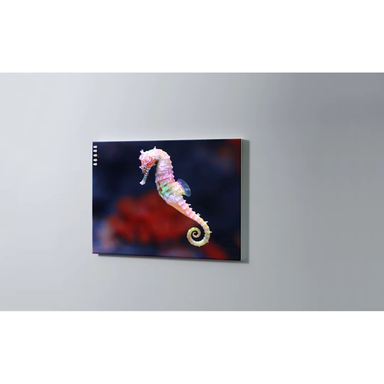 Seahorse Magnetic Wall Mounted Cork Board
