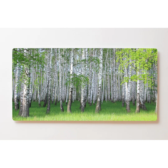 Backlight Motive Wall Picture Birch Forest Magnetic Cork Board
