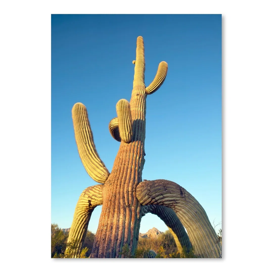 'Tripod Saguaro 5' by Murray Bolesta Photographic Print