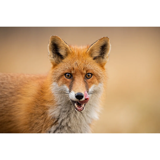 Head of a Red Fox, Vulpes Vulpes, Looking Straight to the Camera Licking Lips by Jmrocek - Wrapped Canvas Photograph