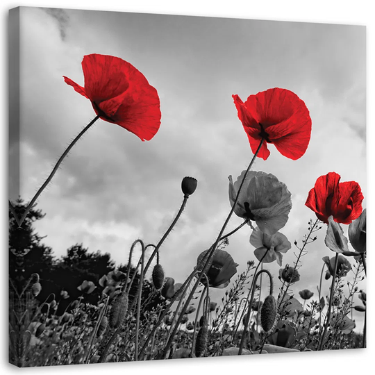 Canvas Print Red Poppies Field Nature