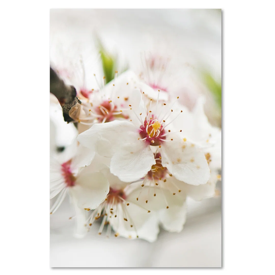 Canvas Print, White Flowers 16424