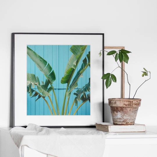 Banana Tree on a Blue Wall - Picture Frame Photograph Print on Paper