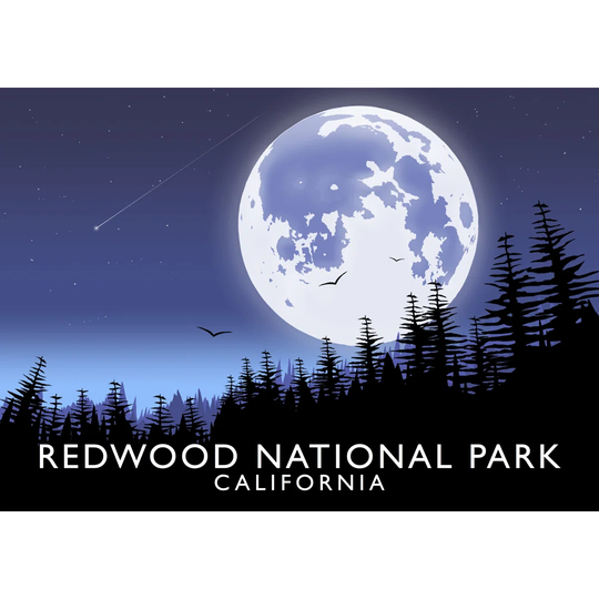 Redwood National Park by Richard O'Neil - Graphic Art Print on Paper