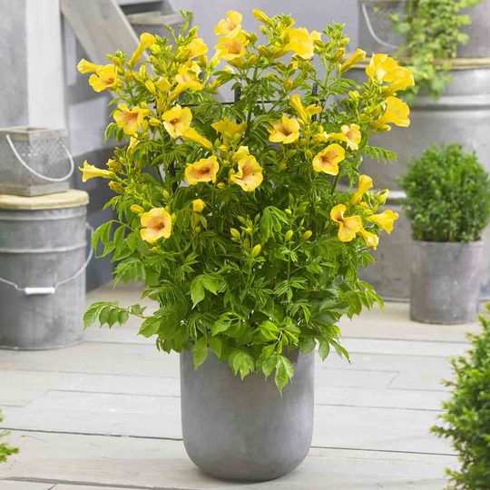 YouGarden Campsis Summer Jazz'Gold Trumpet' in 2L Pot