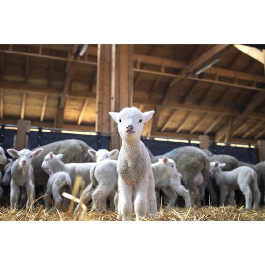 Portrait of Lovely Lamb Staring at the Camera in Sheep Pen. in Background Flock of Sheep Eating Food in Cattle Farm. - Wrapped Canvas Photograph