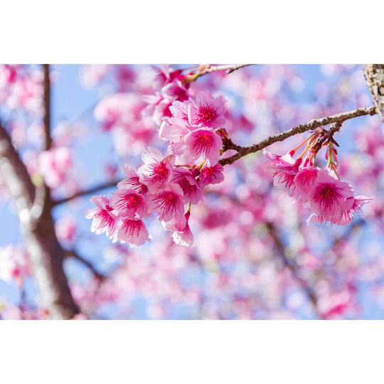 Thai Sakura