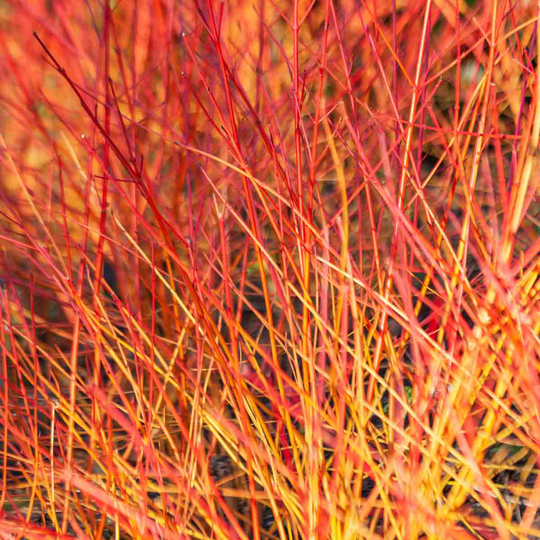 YouGarden Cornus Sanguinea 'Anny's Winter Orange' in 3L Pot